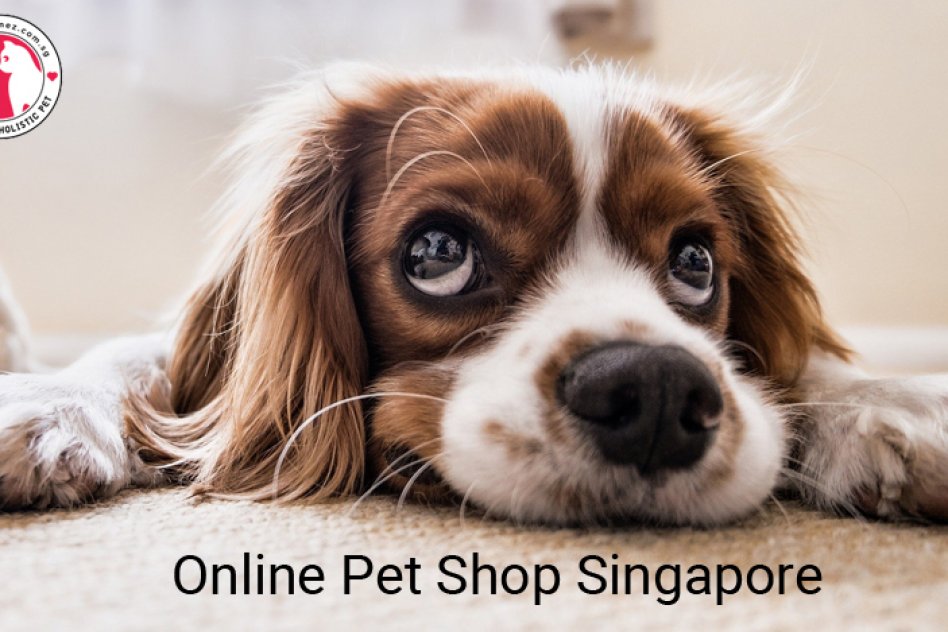 Online Pet Shop Singapore